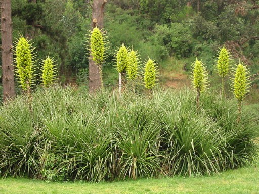 РЕДКАЯ ЖЕЛТАЯ ПУЯ - PUYA CHILENSIS - 5 СЕМЯН