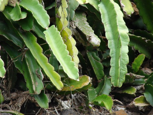 Кактус Красный Питайя Драконий Фруктовый (Hylocereus Undatus) - семена 20 шт.