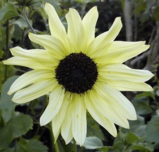 Семена декоративной цветовой смеси подсолнечника (Helianthus Annuus)