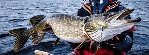 GŁÓWKA JIGOWA GŁÓWKI JIGOWE GAMAKATSU 10g nr 1/0