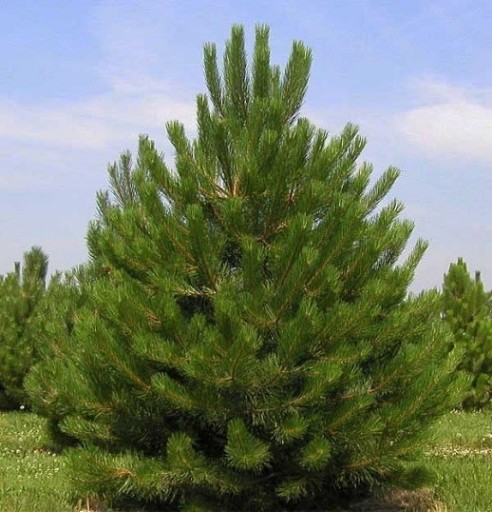 SOSNA CZARNA - PINUS NIGRA S - 20 NASION