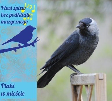 PTAKI W MIEŚCIE GŁOSY PTAKÓW, PTASI ŚPIEW