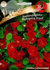 NASTURCJA NISKA MAHOGANY JEWEL MAHONIOWE KWIATY