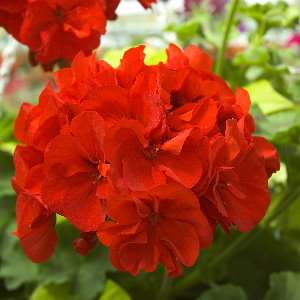 __PELARGONIA RABATOWA__ CZERWONA-PROMOCJA 2,9