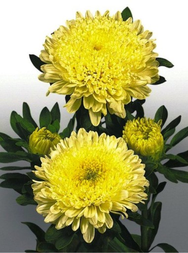 ASTER CHIŃSKI KSIĄŻĘCY YELLOW