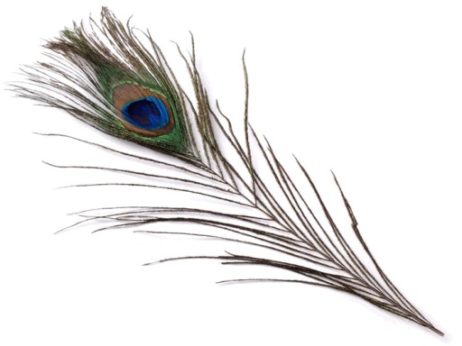 PAWIE PIÓRO 20-25 cm