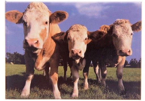 Metalowe magnesy - FARMA- OWIECZKI.