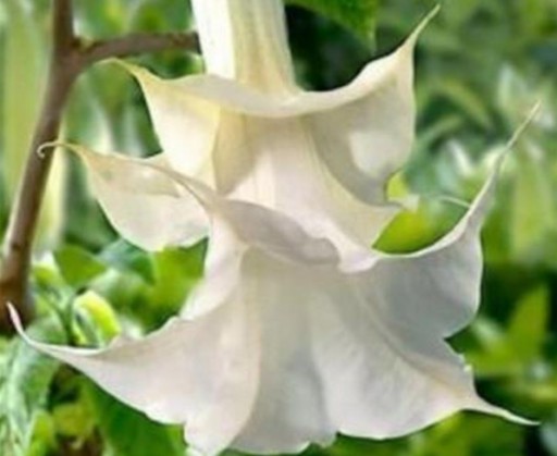 datura biała - nasiona