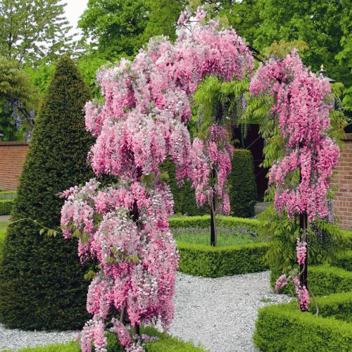 WISTERIA RÓŻOWA HIT GLICYNIA .