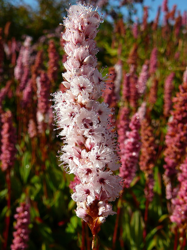 Polygonum affine 'Dimity' - Rdest OKRYWOWY